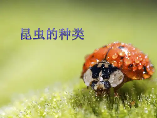 昆虫的种类