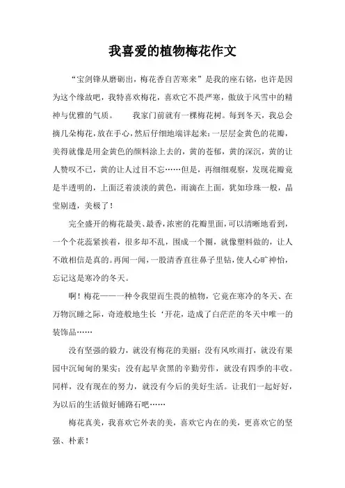 我喜爱的植物梅花作文