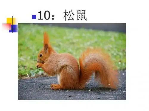 好看的课件PPT模板