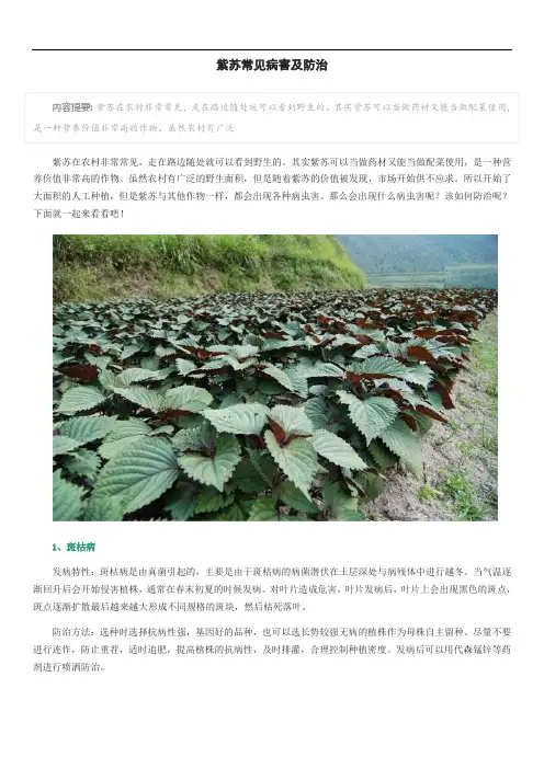 紫苏常见病害及防治
