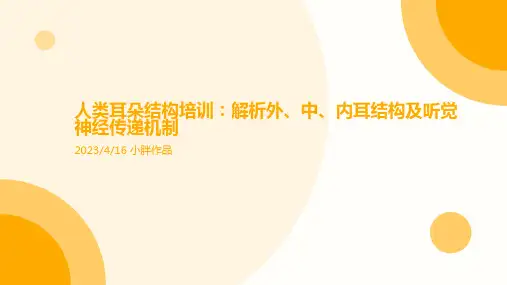 人体耳朵结构