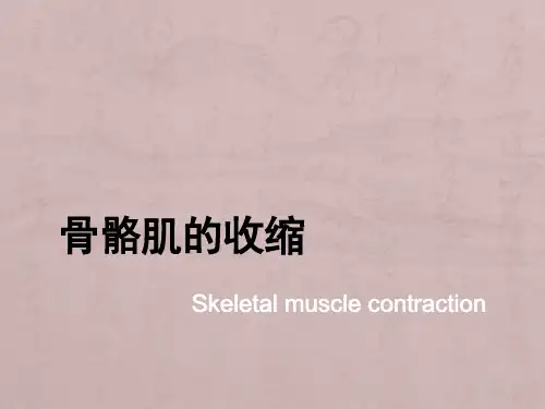 骨骼肌的收缩-