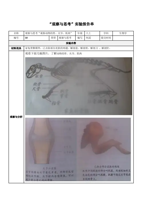 “观察与思考”观察动物的骨、关节、肌肉实验报告单-何武