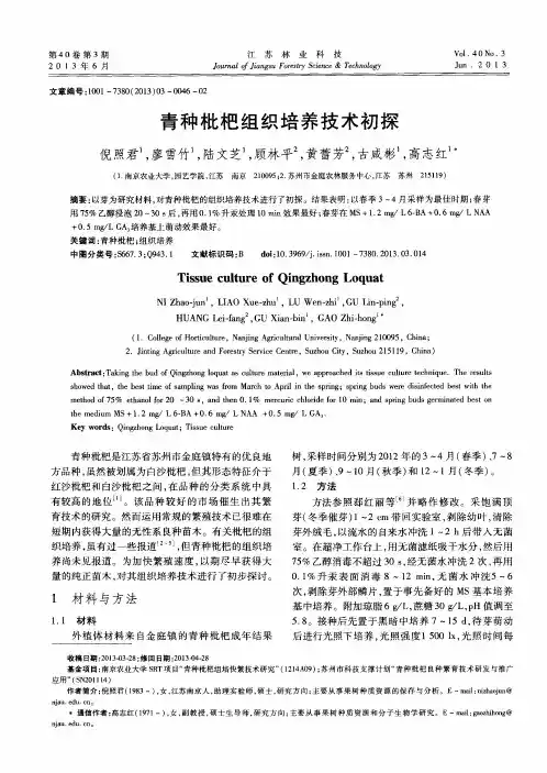 青种枇杷组织培养技术初探