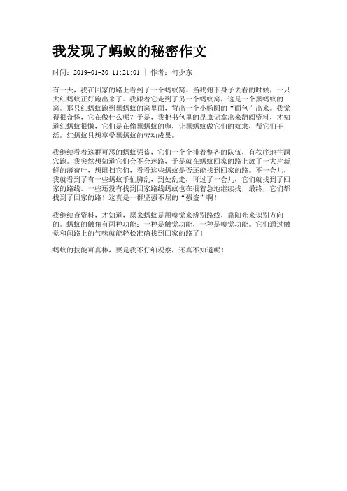 我发现了蚂蚁的秘密作文