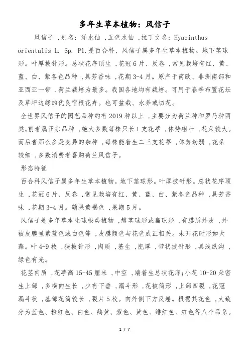多年生草本植物：风信子
