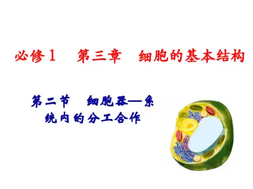 人教版高中生物必修一第三章第二节PPT课件