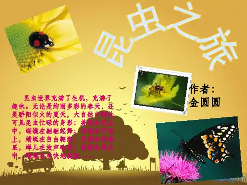 神奇的大自然--有趣的昆虫ppt课件