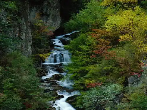 鱼类养殖