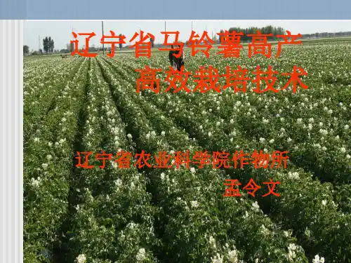 马铃薯栽培技术ppt