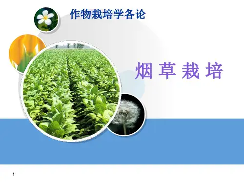 《烟草栽培》PPT课件