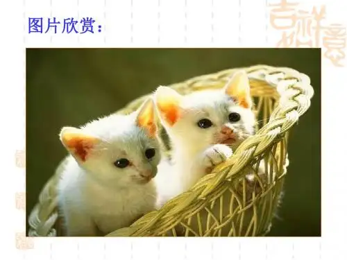 人教部编版七年级语文上册《猫》 课件