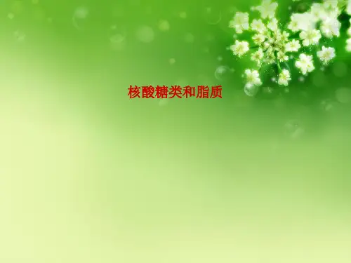 核酸糖类和脂质优秀课件