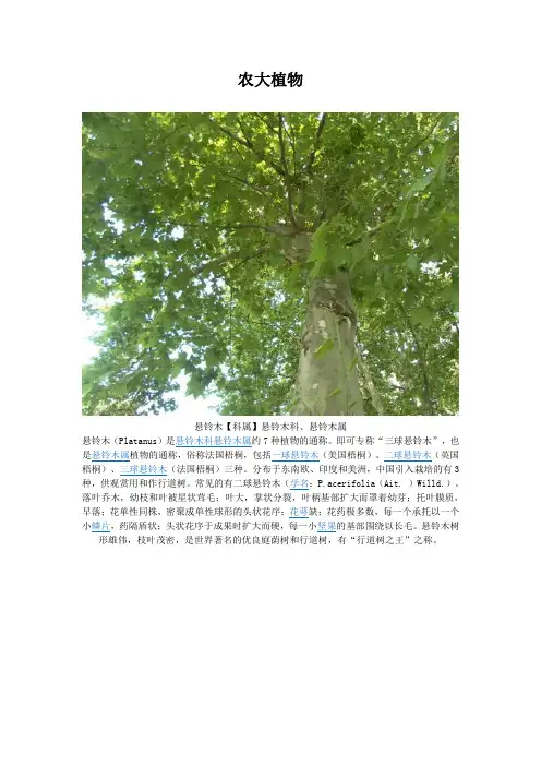 安农大校园植物