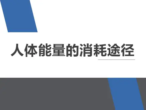 人体能量的消耗途径