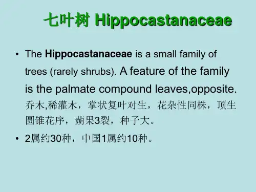 被子植物门6