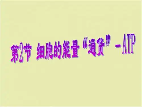 第五章第二节 细胞的能量通货—ATP