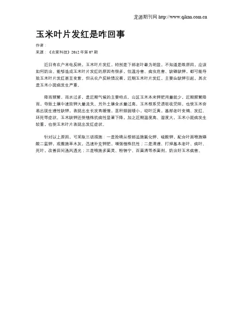 玉米叶片发红是咋回事