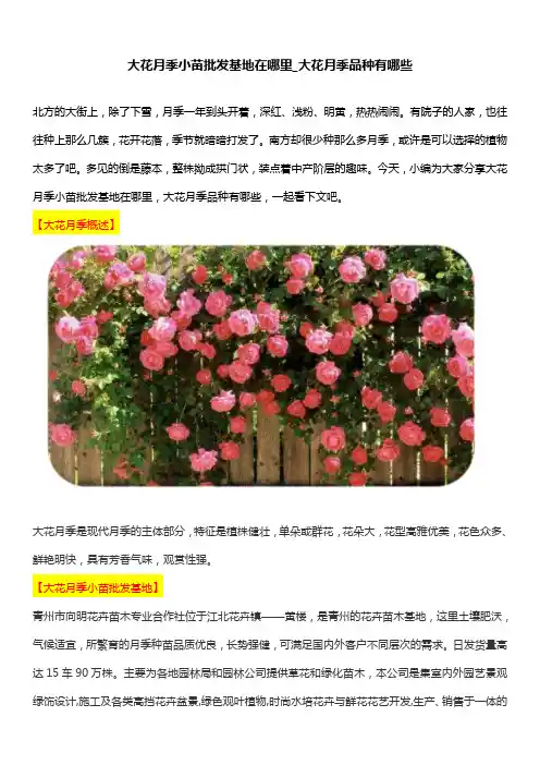 大花月季小苗批发基地在哪里_大花月季品种有哪些