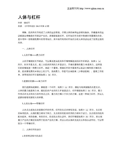 人体与杠杆