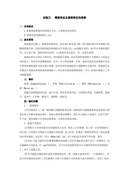 霉菌形态及菌落特征的观察