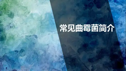 常见曲霉菌简介ppt课件