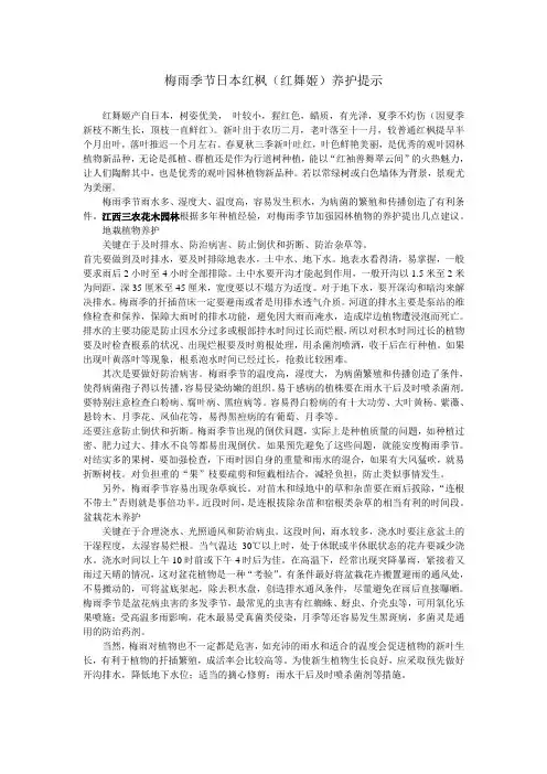 梅雨季节日本红枫(红舞姬)养护提示