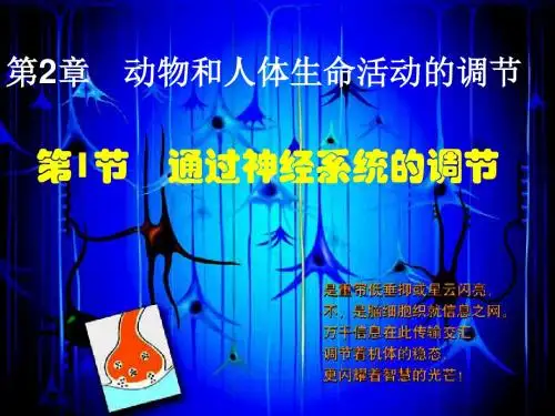 人教版高中生物必修3第二章通过神经系统的调节课件29张共29张PPT
