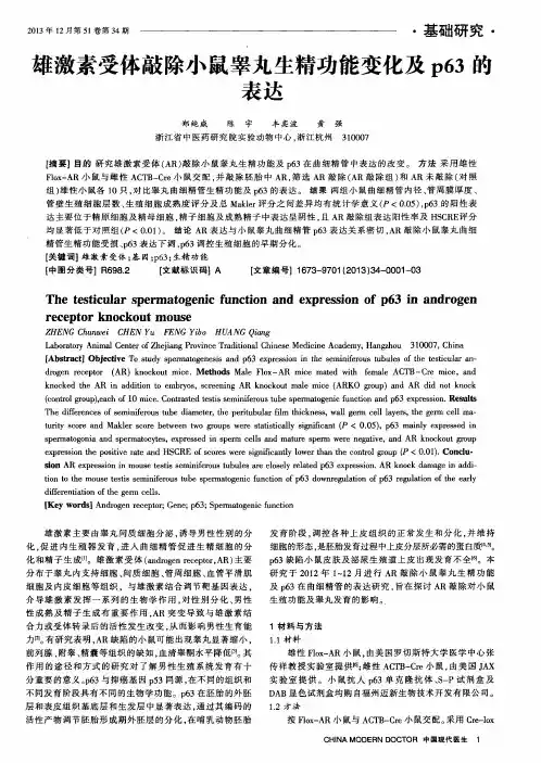 雄激素受体敲除小鼠睾丸生精功能变化及p63的表达