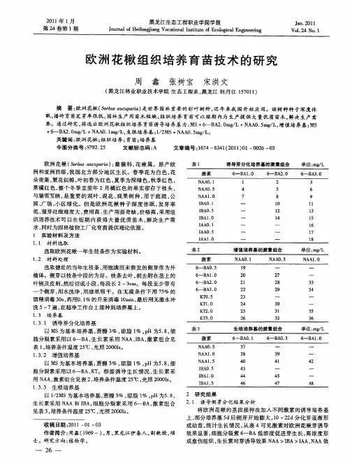 欧洲花楸组织培养育苗技术的研究