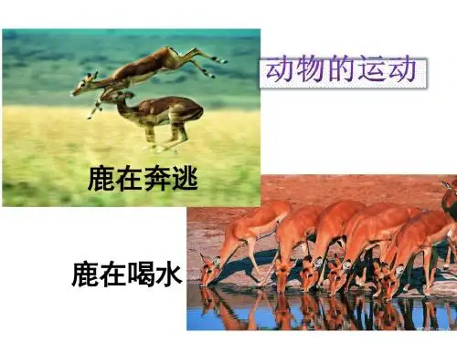 第一节《动物的运动》课件_新人教版