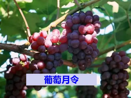 小学语文六年级下册《葡萄月令》 1教学课件(湘教版)