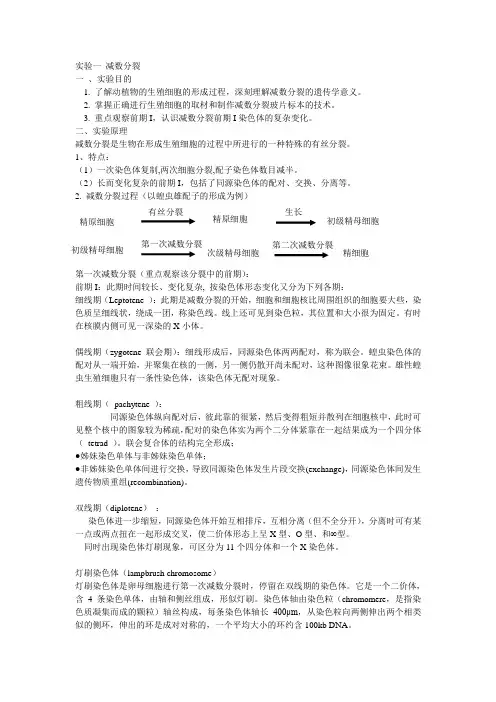观察东亚飞蝗减数分裂
