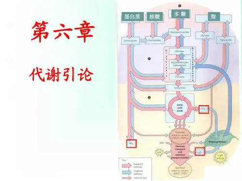 07-代谢导论