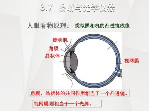 2018-2019学年沪粤版八年级物理上册3.7 眼睛与光学仪器