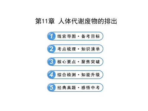 第11章 - -初中七年级生物课件