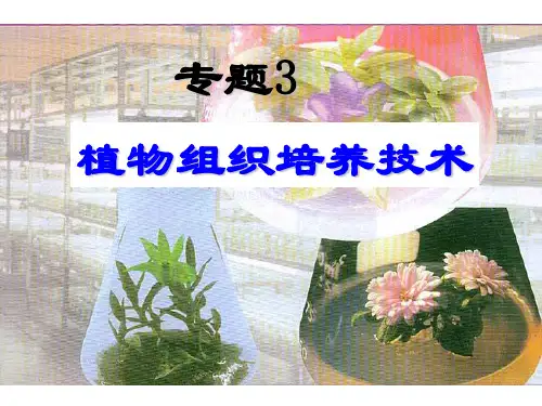 优：3.1《菊花的组织培养》