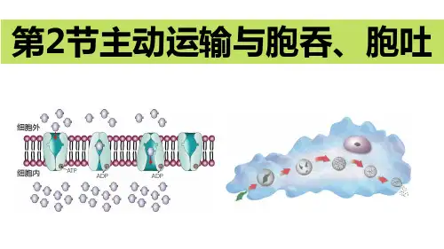 12第四章第二节 主动运输与胞吞胞吐-2020-2021学年高一生物(2019人教版必修1)