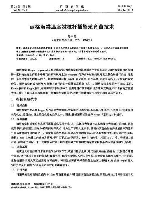 丽格海棠温室嫩枝扦插繁殖育苗技术