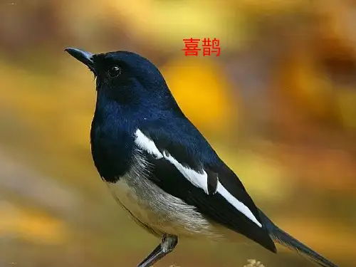 部编版树和喜鹊PPT课件完美版1