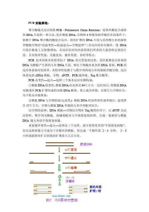 PCR、Western blot、免疫组化(实验原理)