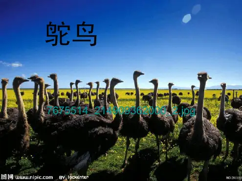 儿童美术鸵鸟课堂