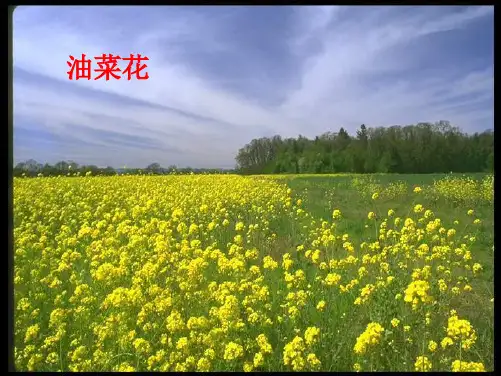 二年级语文下册 第二单元《花孩子》课件3 西师大版