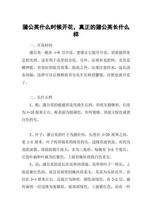 蒲公英什么时候开花,真正的蒲公英长什么样
