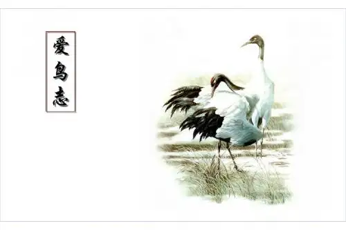 爱护鸟类