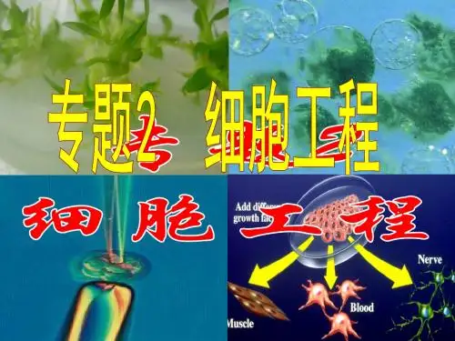 人教版高中生物选修3课件2.1.1植物细胞工程的基本技术 (共31张PPT)