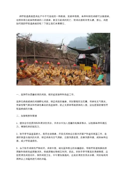 鸡如何预防呼吸道疾病？养鸡户必看!