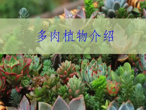 多肉植物介绍79427