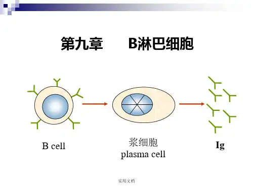 第9章 B淋巴细胞