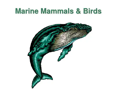 学英语 - 海洋中的哺乳动物与鸟类 marine mammals & birds